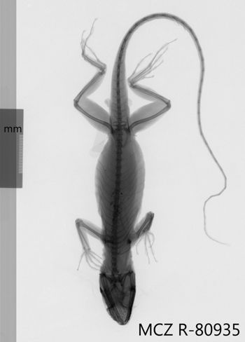 Media type: image;   Herpetology R-80935 Aspect: dorsoventral x-ray